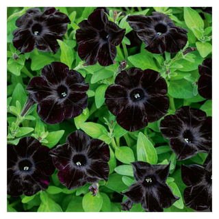 A bunch of black petunia flowers