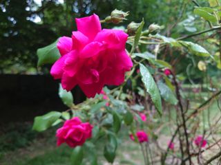 Sony Xperia 1 II camera samples