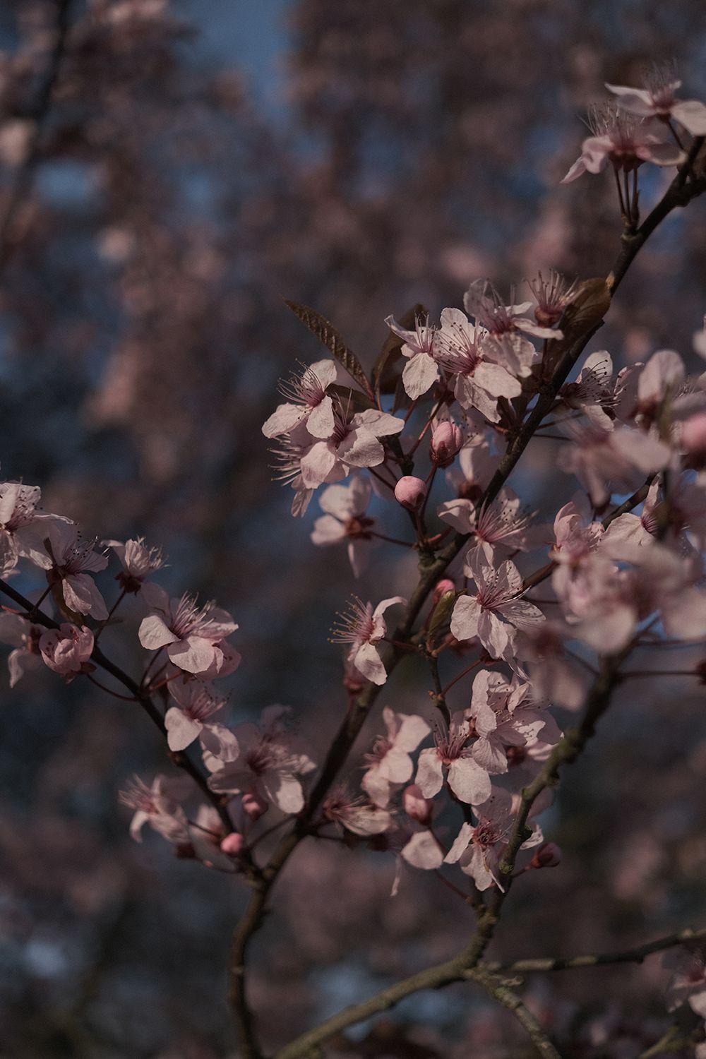 Fujifilm X-E4 review Image Samples