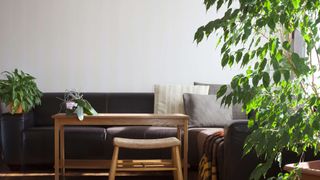 living room set with houseplants including a large weeping fig