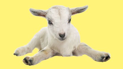 white young goat