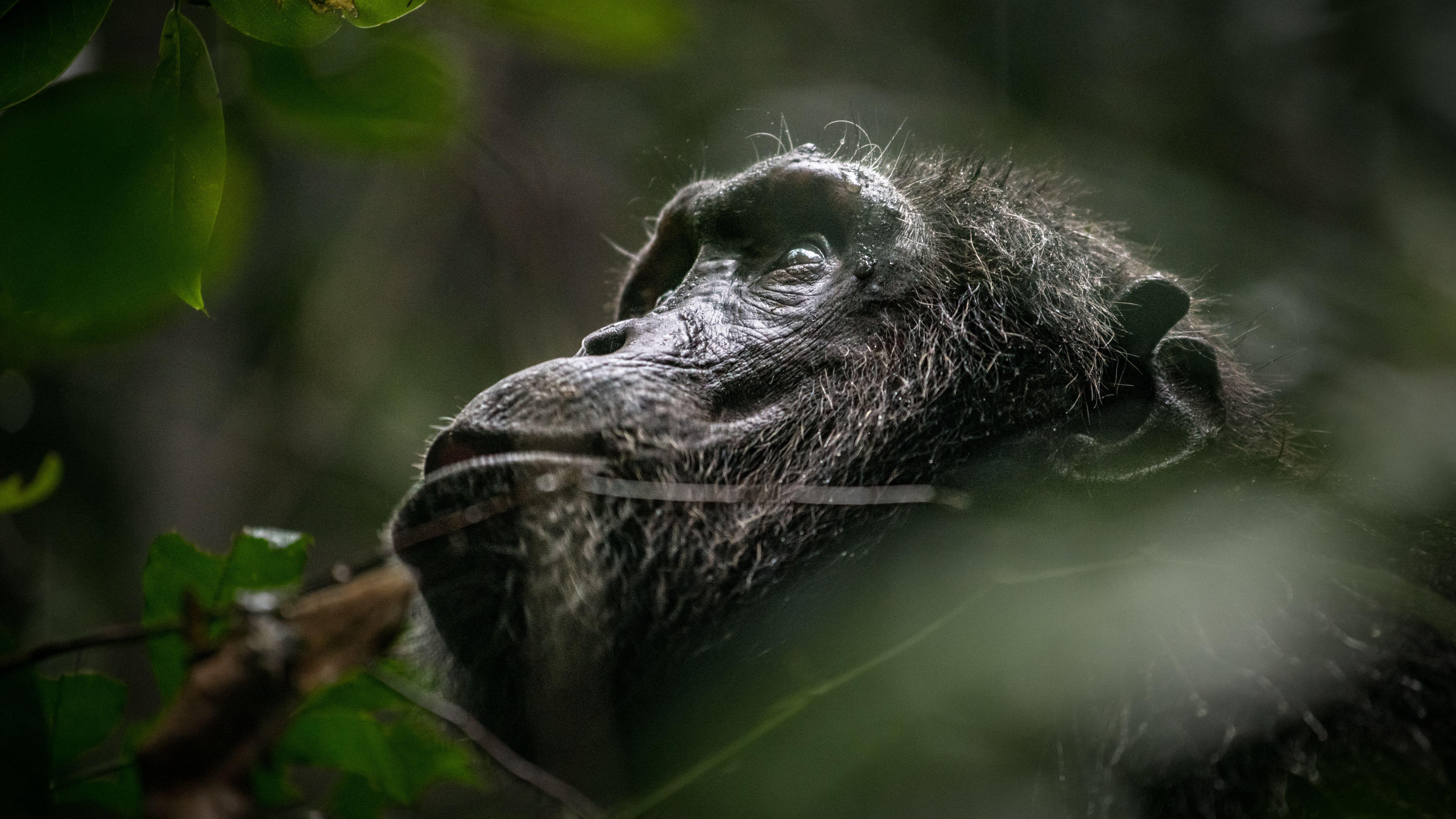 A wild chimp surrounded by foliage in Kibale forest, Uganda.