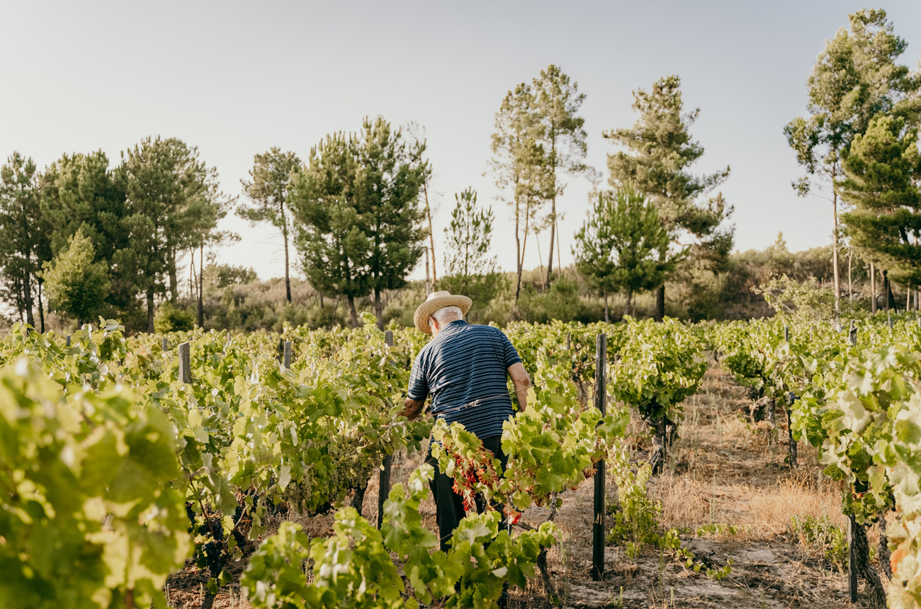 A man in the middle of a vineyard