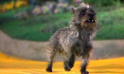 Dorothy's faithful companion, Toto, may be honored by the state of Kansas if a bill passes to make the Cairn terrier the state dog.