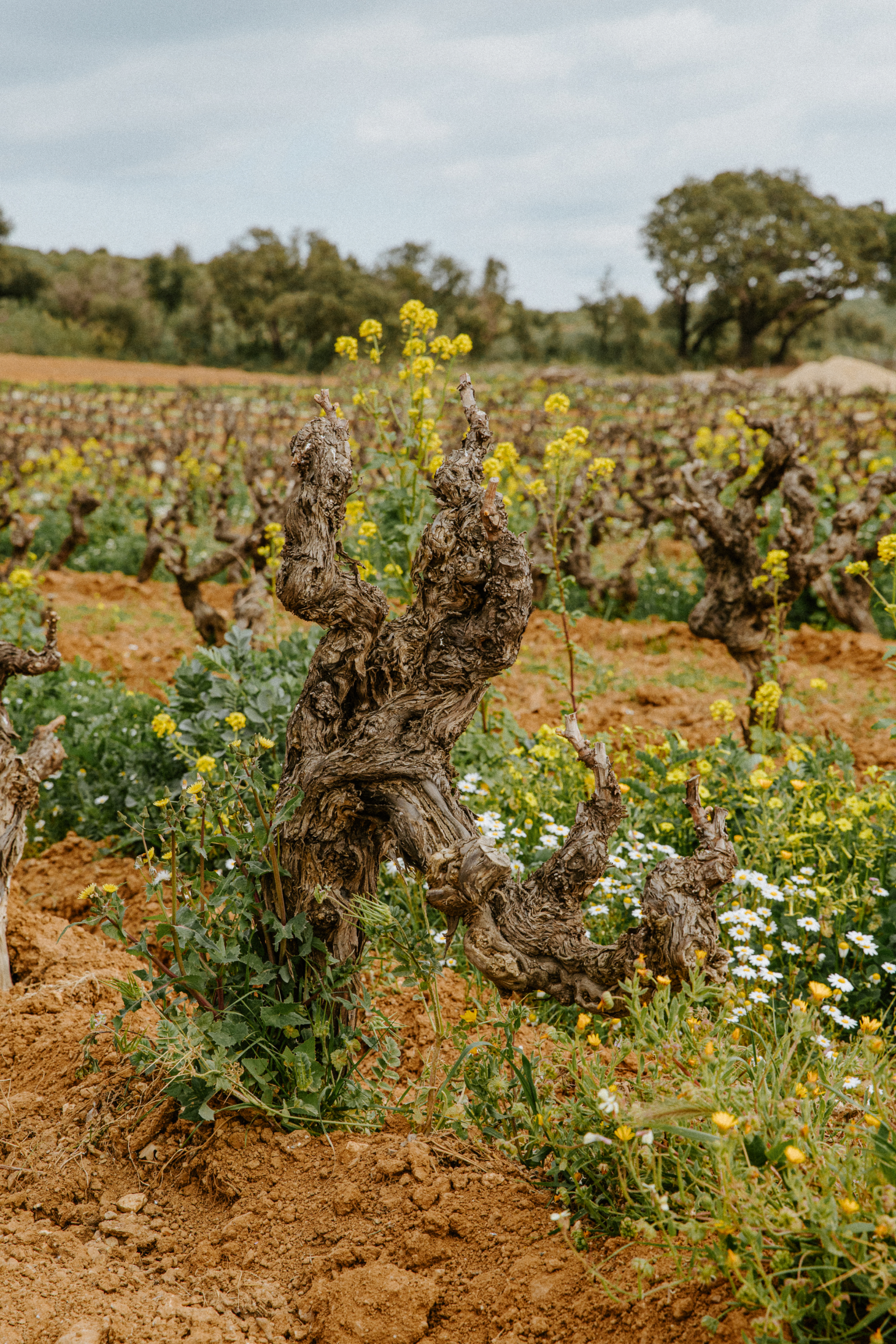 Wild flowers are essential to the regeneration scheme
