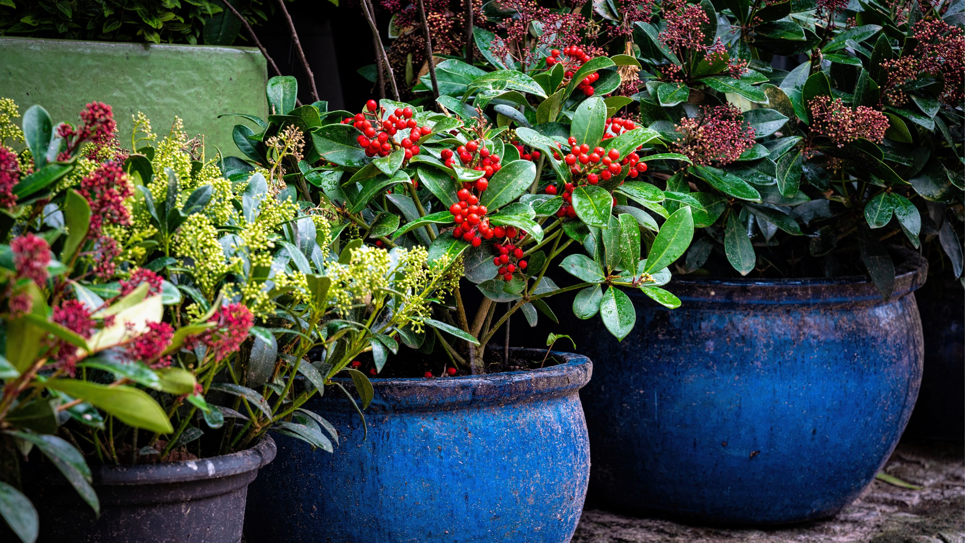 winter plants with foliage and berries Getty