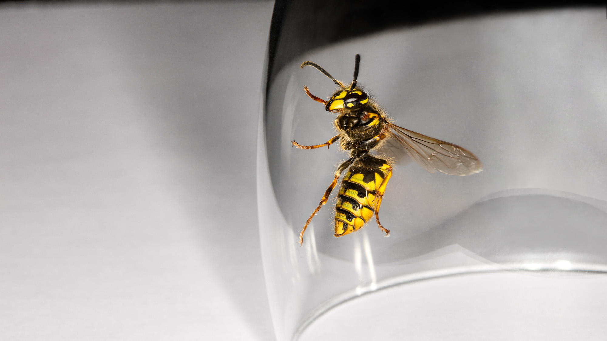 Wasp trapped under glass
