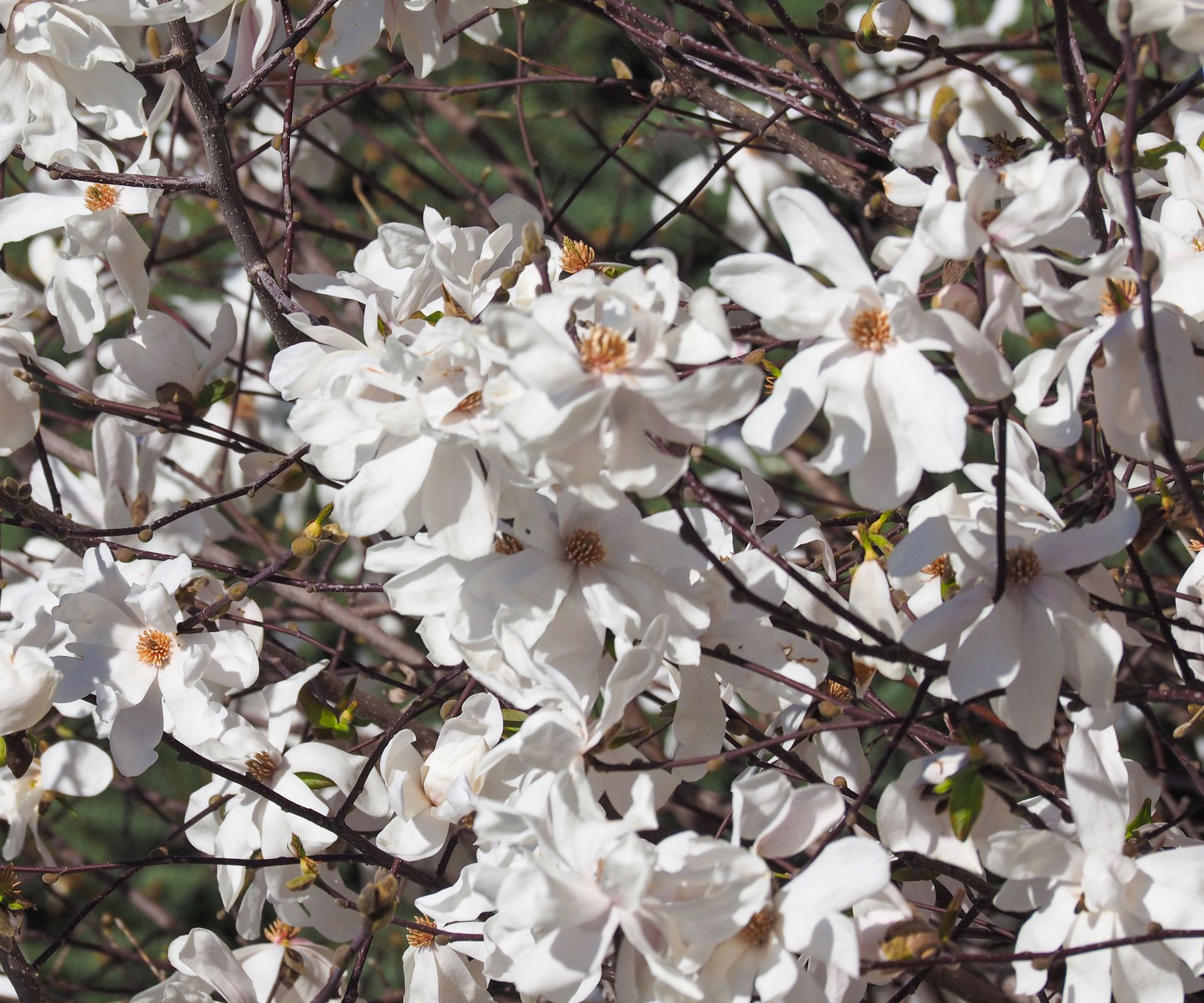 magnolia with white flowers