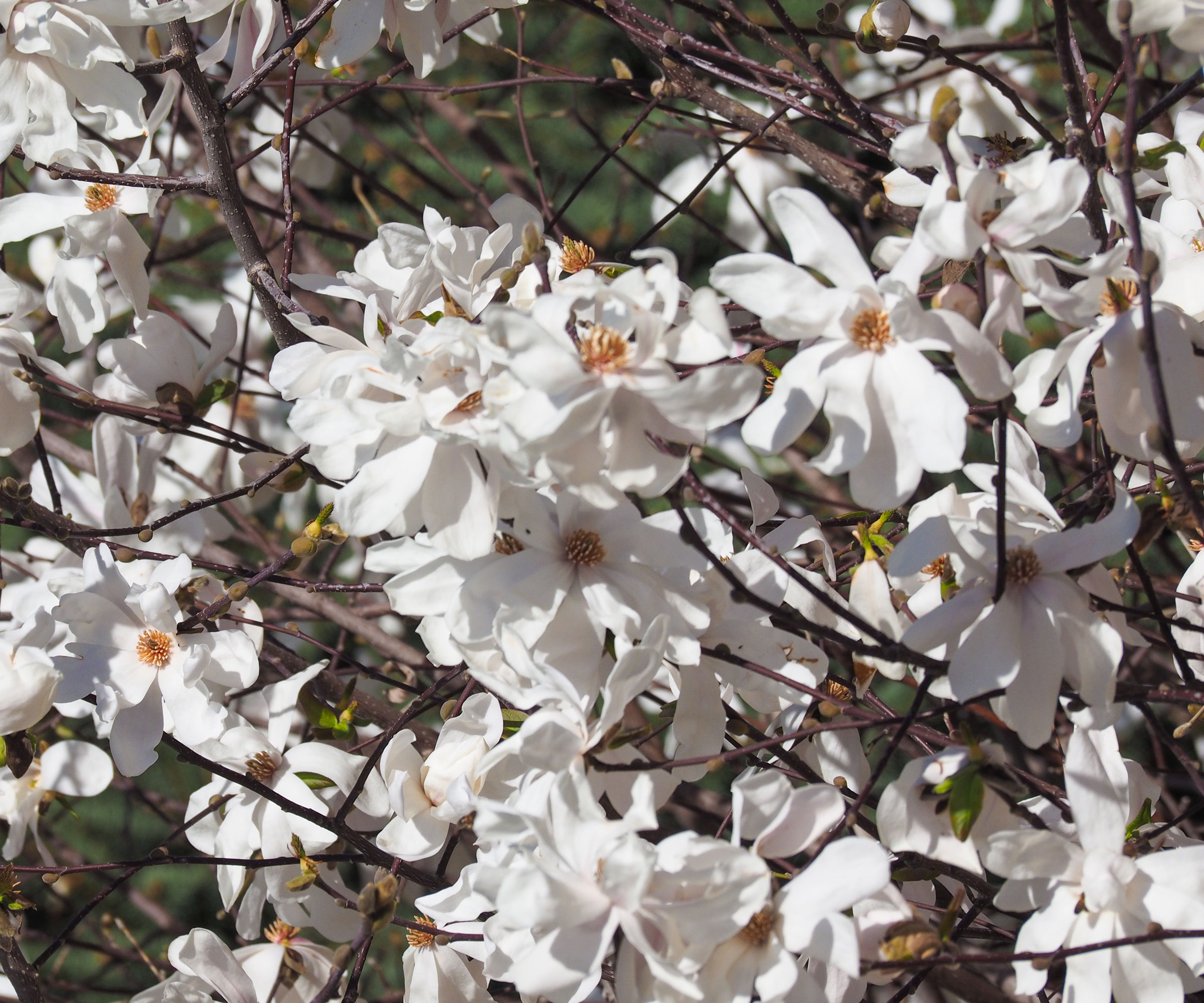 sweetbay magnolia with white flowers