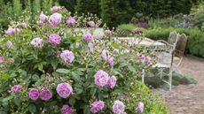 Pink shrub rose in bloom, growing alongside a patio area with metal table and chairs
