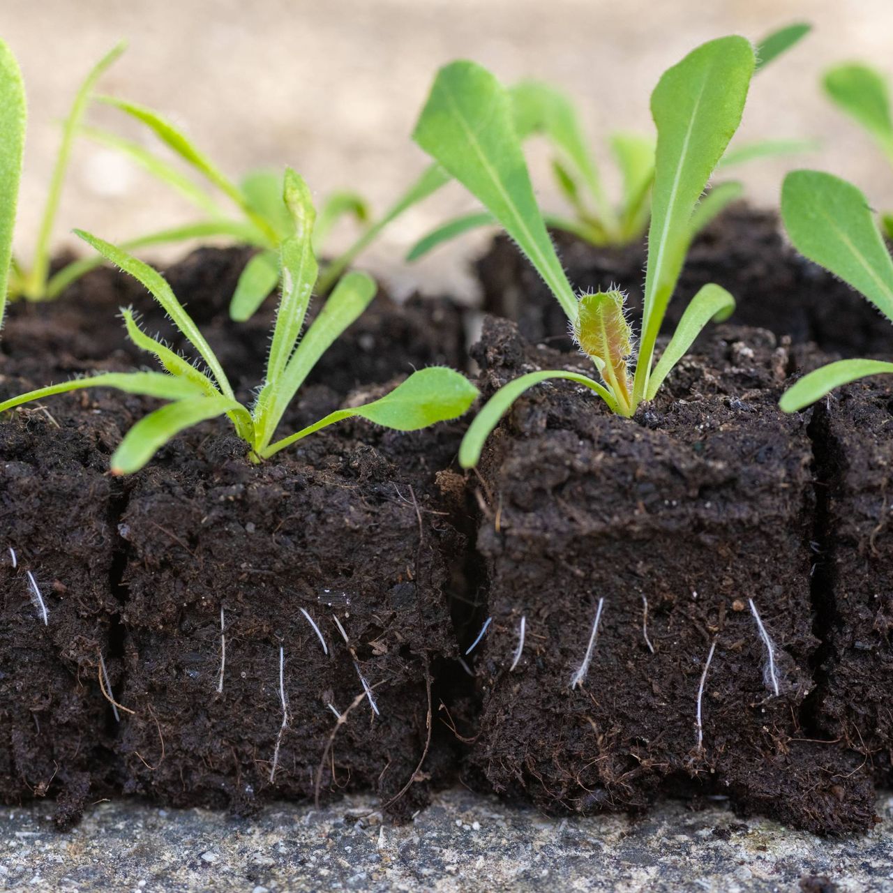 Close up of seedlings with visible roots in soil blocks