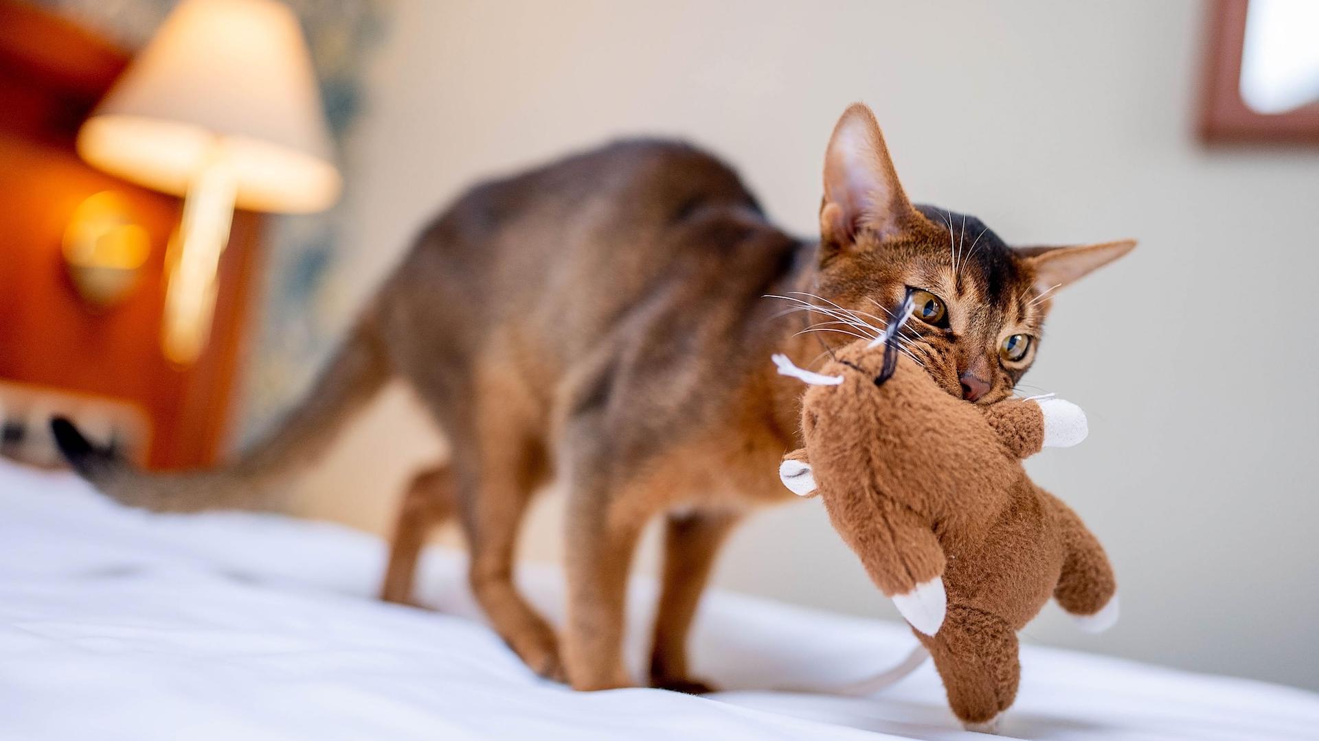 Abyssinian cat with teddy