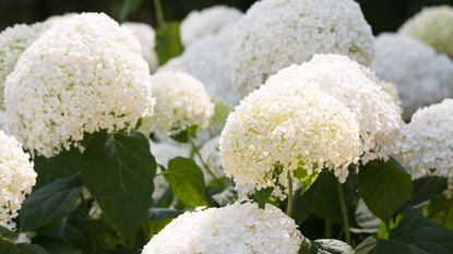 Close up of smooth hydrangea flowers