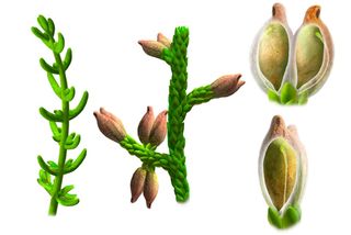 The fossilized remains of Montsechia vidalii show long- and short-leaved forms of the flowering plant.