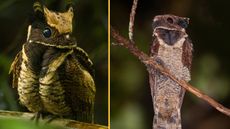 (left) A portrait photo of the great-eared nightjar, (right) A great-eared nightjar perched on a branch viewed from a low angle.