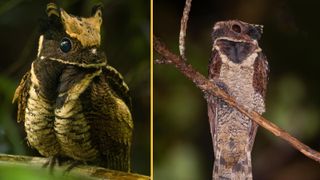 (left) A portrait photo of the great-eared nightjar, (right) A great-eared nightjar perched on a branch viewed from a low angle.