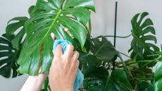 Cleaning a monstera plant with a cloth