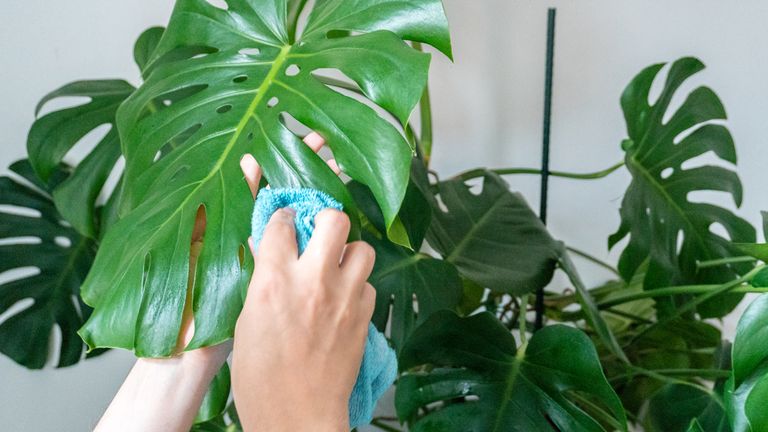 Cleaning a monstera plant with a cloth