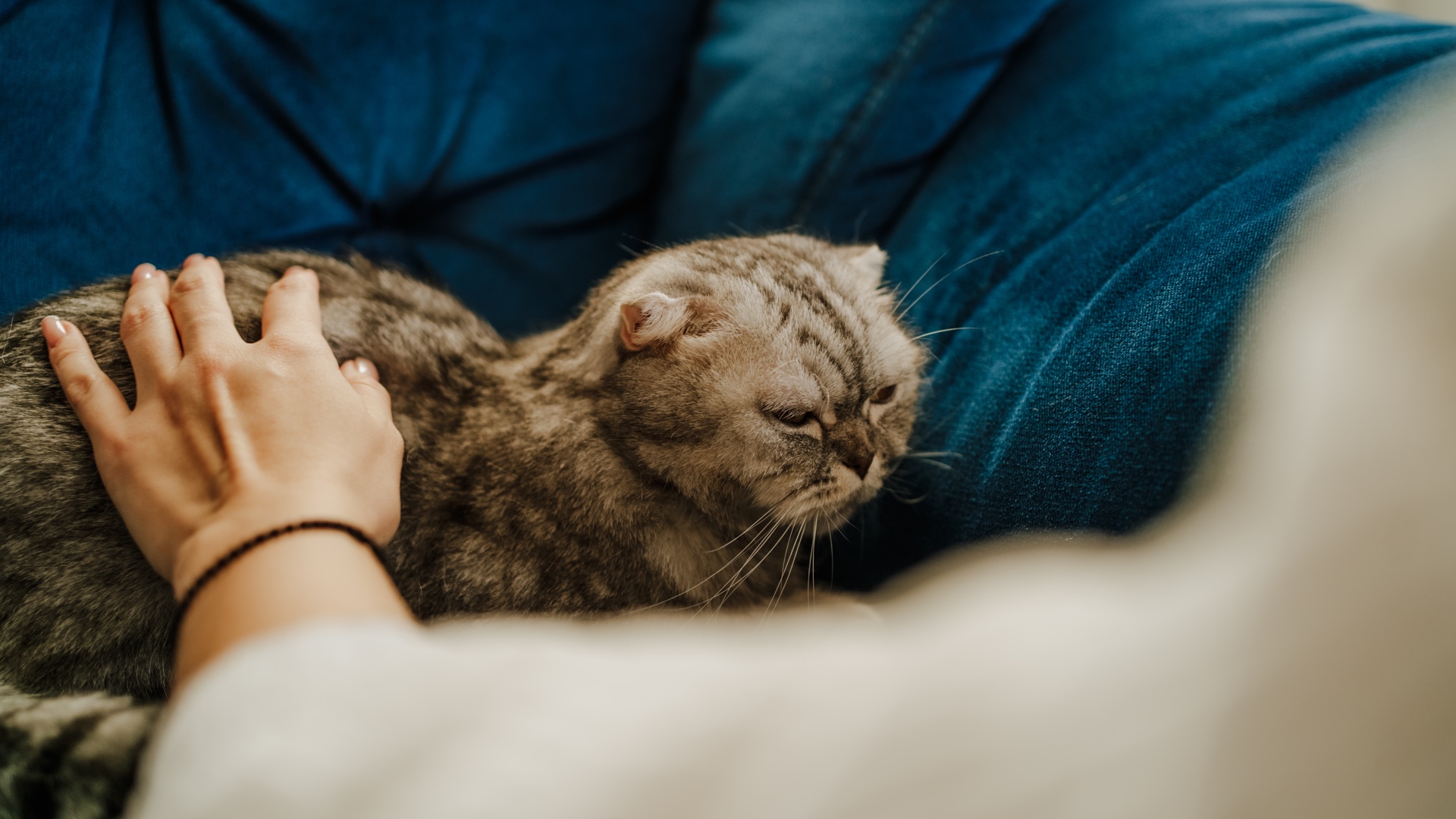 Cat throwing up white foam Vet's guide to causes and treatment PetsRadar