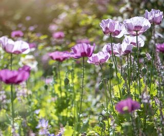 Papaver Somniferum, Opium poppy