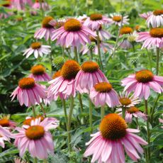 Coneflowers growing in garden