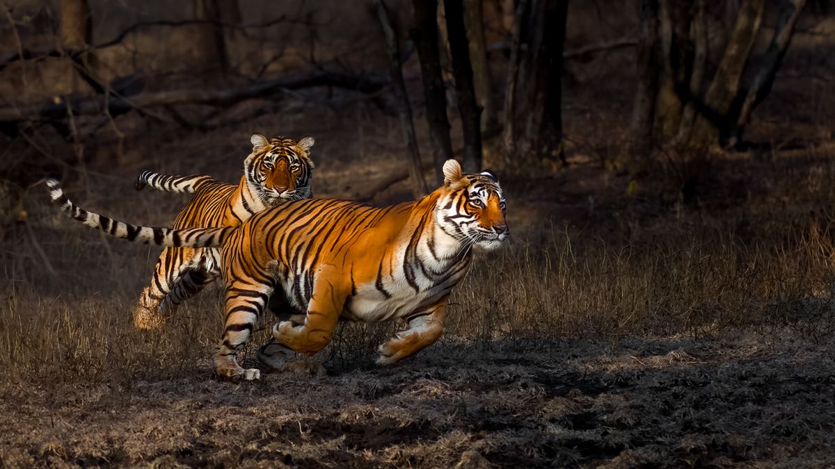 Photograph of two tigers by Turgay Uzer, titled &#039;Chasing Sisters&#039;