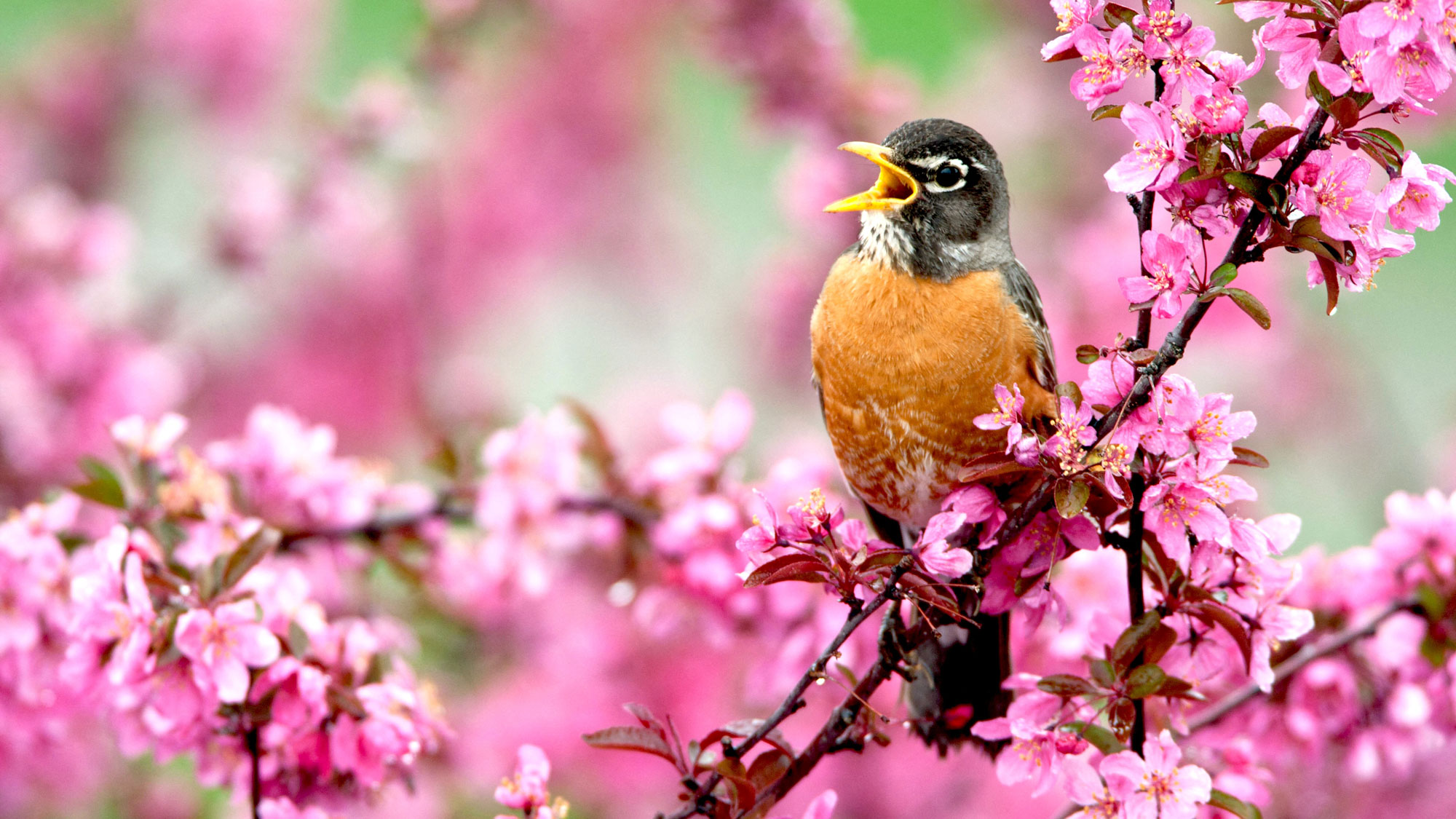 American robin singing in pink flowering tree