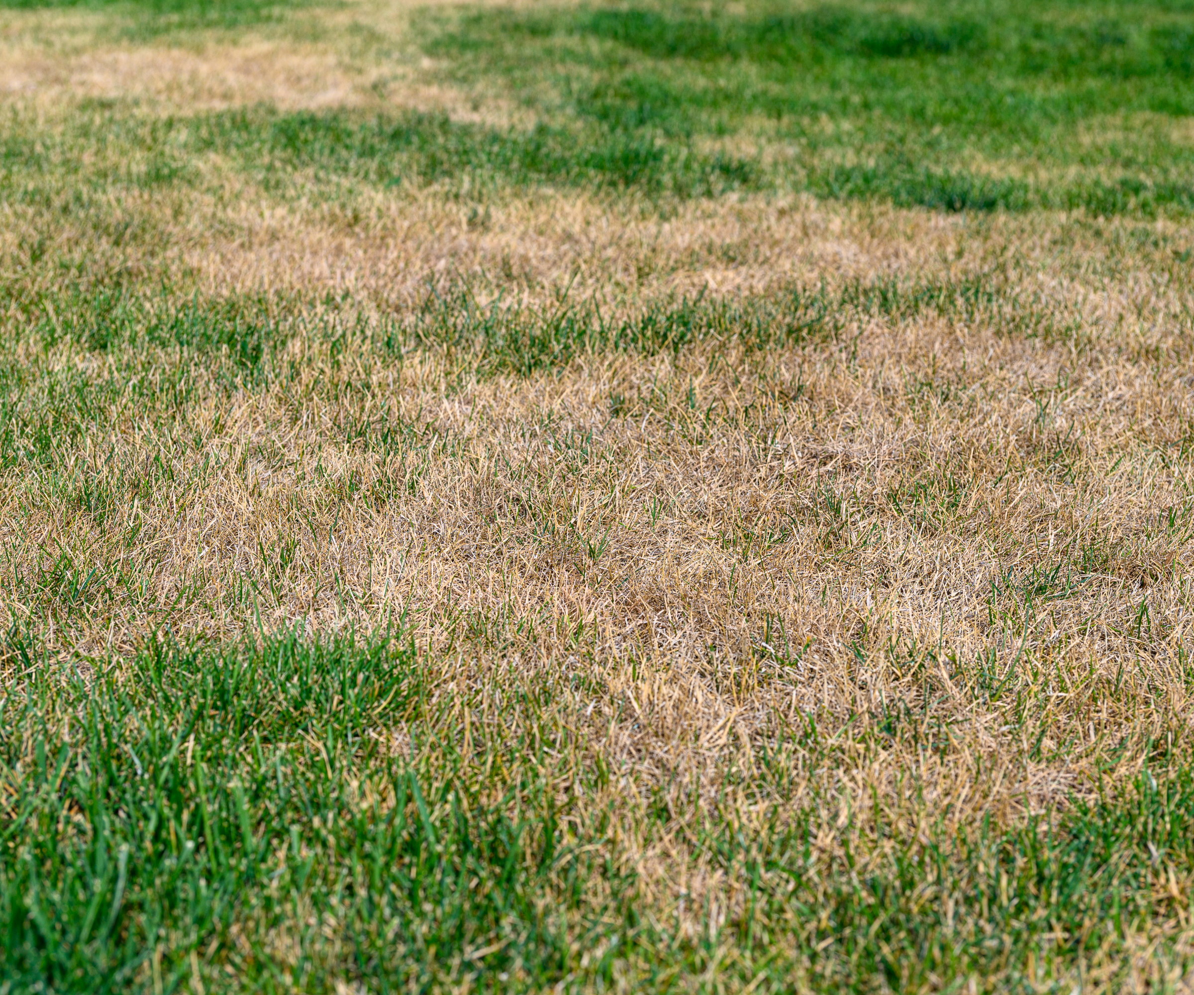 A patchy lawn with brown sections and some green growth