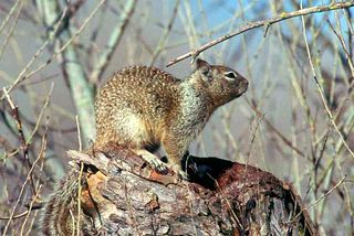 A California ground squirrel is on the lookout. A new study shows that some of the rodents use snake skin to mask their scent to predators.