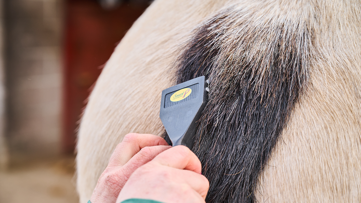 Raking the tail for a polished look