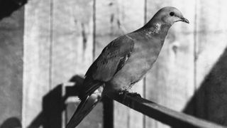 The last male passenger pigeon, which died in 1912.