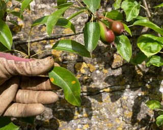 pruning a fruit tree that has pear rust disease