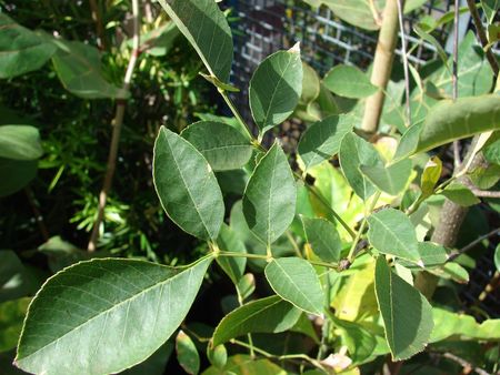 Leaves of Arizona Ash Tree