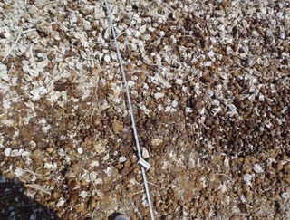 fish balls, Salton Sea