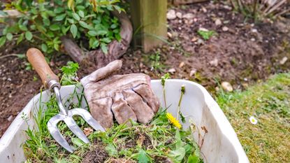 Garden weeds in a plastic tub with gardening glove and fork in a rural garden