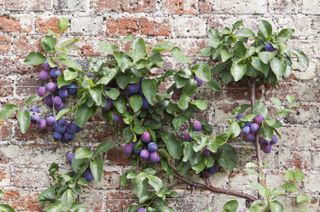 plum trees growing across a wall