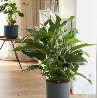 Peace lily in grey pot in living room with wooden floor