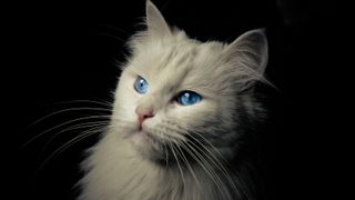 Beautiful white cat with blue sapphire eyes on a black background.