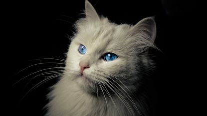 Beautiful white cat with blue sapphire eyes on a black background.