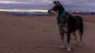 Dog on beach wearing collar