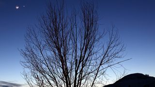 Moon and Venus conjunction behind a large bare tree and a twilight sky.