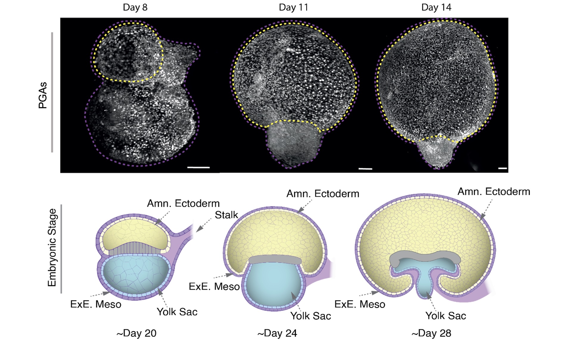 A diagram showing the development of PGA cells through microscopy and illustrated images