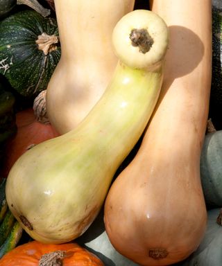 squash Tahiti Melon freshly harvested