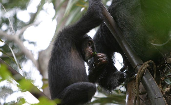 A juvenile chimpanzee uses a leaf sponge to drink palm wine in Guinea in West Africa.