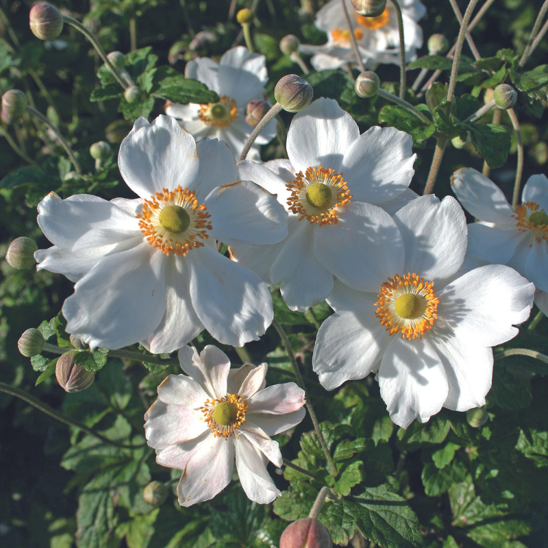 Honorine Jobert Windflower