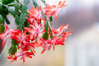 Blooming houseplant Christmas cactus Schlumbergera