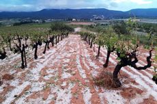 Penedes_hailstorm_Vinya_Anoia_AltPenedes_Bages_FontRubi_02.jpg