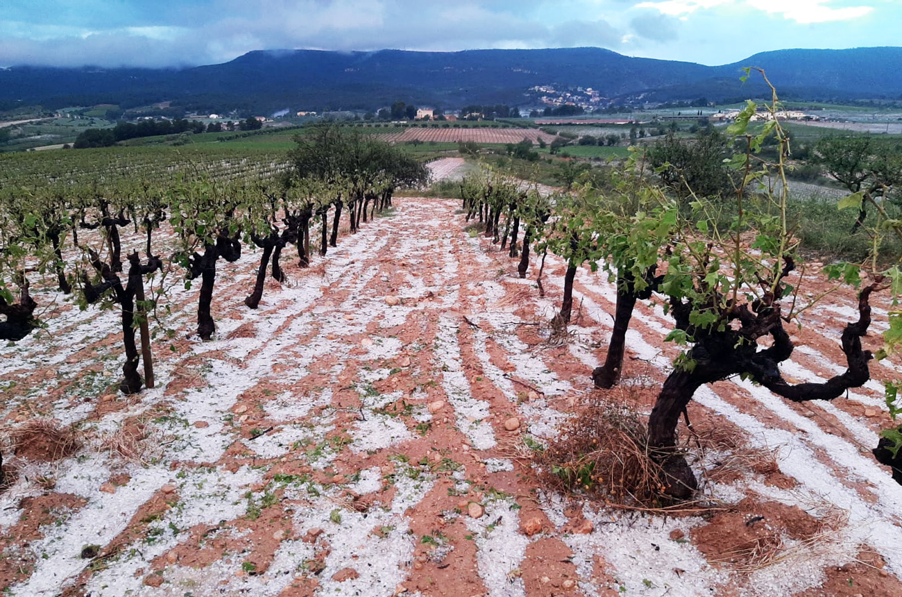 Penedes_hailstorm_Vinya_Anoia_AltPenedes_Bages_FontRubi_02.jpg