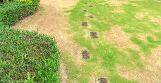 a stressed lawn in need of some TLC and to avoid lawn care mistakes making it worse