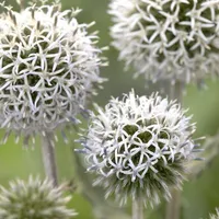 Echinops 'Arctic Glow' at Gardening Express